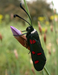 Papillon du genre Zygaena